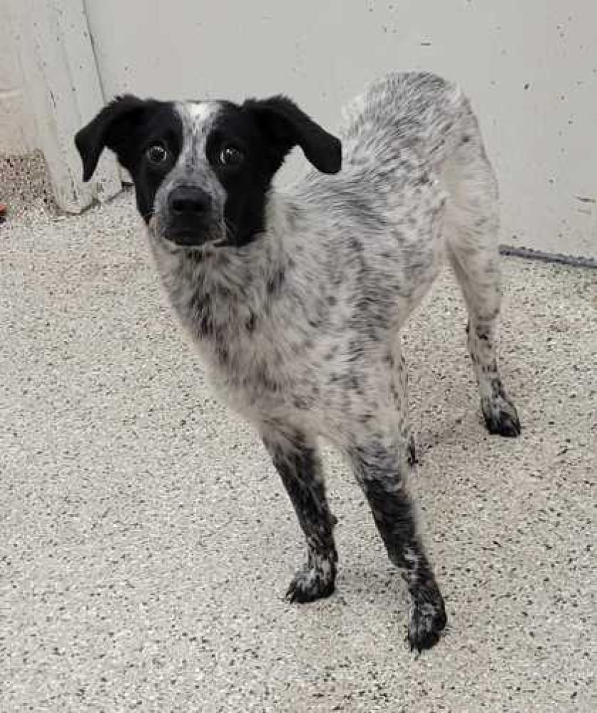 Shelter Stray Female Dog last seen Grandview Rd & Longview Rd, 64137, MO, Kansas City, MO 64132