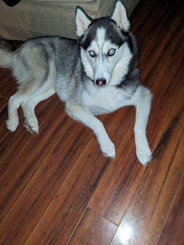 Lost Female Dog last seen N Reid  and Macon Rd , East Central Shelby, TN 38016