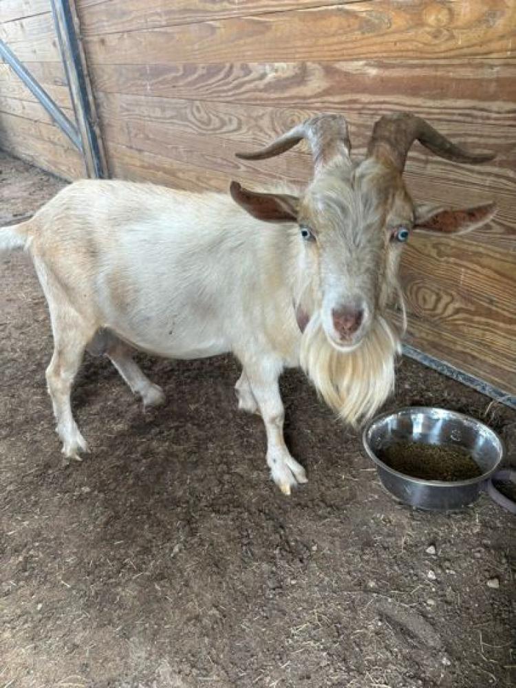 Shelter Stray Male Goat last seen Near SCENIC HWY, 70807, LA, Baton Rouge, LA 70820