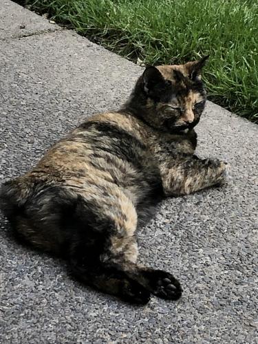 Lost Female Cat last seen SE 51st Ave & SE Logus Road, Milwaukie, OR 97222