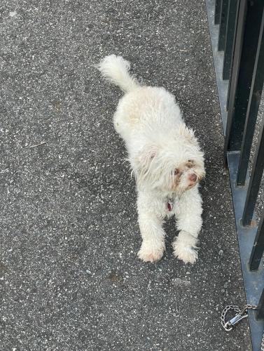 Lost Female Dog last seen Near Astor Ave & Holland rd, The Bronx, NY 10467