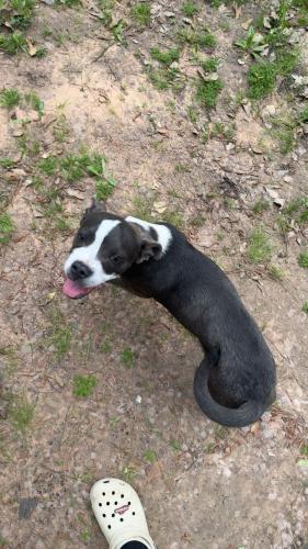 Lost Male Dog last seen Near whippoorwill road, Navasota tx 77868, Navasota, TX 77868