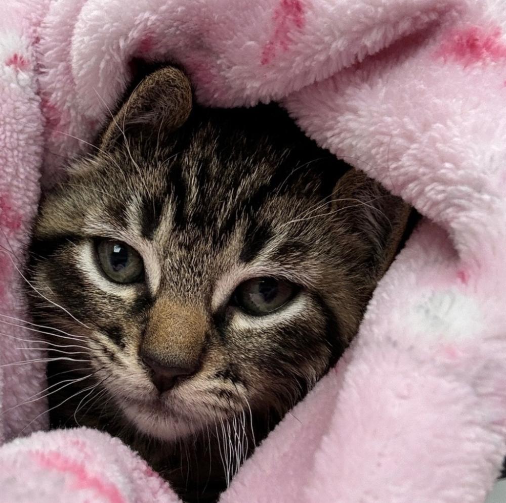 Shelter Stray Female Cat last seen E Burnside/ NE 162nd Ave, PORTLAND, OR, 97230, Troutdale, OR 97060