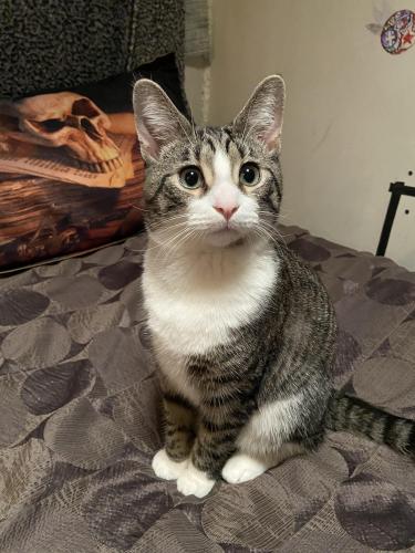 Lost Male Cat last seen 8th St & Shorb Ave. , Canton, OH 44703