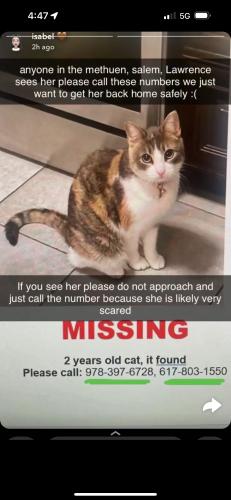 Lost Female Cat last seen Ponderosa ave. & lowell st., Methuen, MA 01844