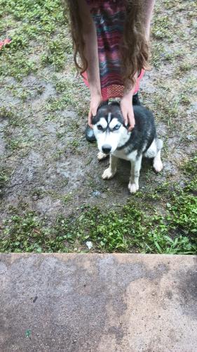 Found/Stray Female Dog last seen Fir Park and Dogwood, Richland Hills, TX 76118