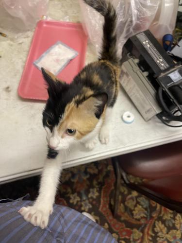 Lost Female Cat last seen Ellington park, Webster, TX 77598