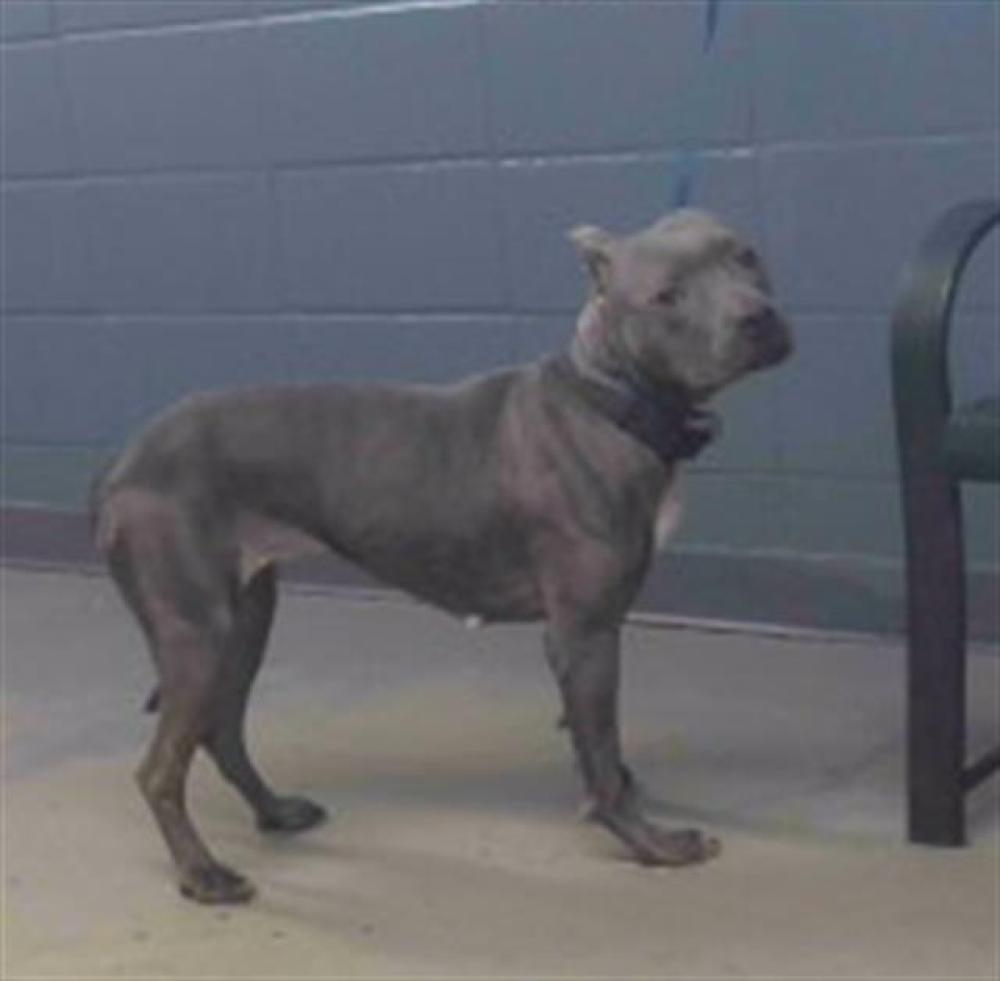 Shelter Stray Female Dog last seen Near BLOCK EASTERWOOD DR, TALLAHASSEE FL 32311, Tallahassee, FL 32311