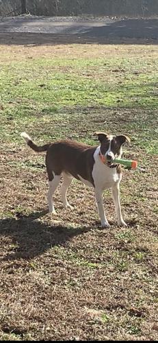 Lost Male Dog last seen Virgil Rymer and Chestuee , Bradley County, TN 37323