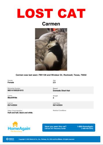 Lost Female Cat last seen Windsor Dr, Rockwall TX, Rockwall, TX 75032