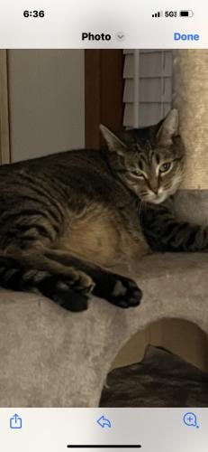 Lost Female Cat last seen 183rd and 6th Ave NW, Shoreline, WA 98177