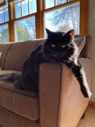 Lost Male Cat last seen Chateau Terrace & Park School, Amherst, NY 14226