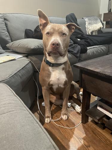 Lost Male Dog last seen By King Cole pizzeria on Lorena St. , Los Angeles, CA 90023