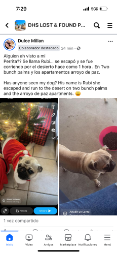 Lost Female Dog last seen Two bunch palms , Desert Hot Springs, CA 92240