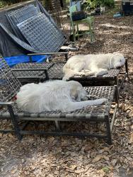 Reunited Male Dog last seen Knights Griffin and Highway 39, Plant City, FL 33565