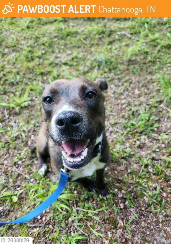 Chattanooga, TN Stray Female Dog Found Near W 28th St and Market St