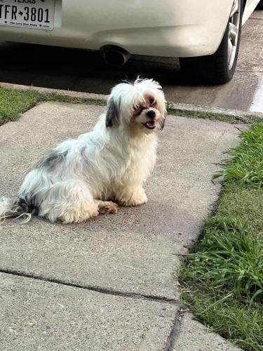 Lost Female Dog last seen Near Main St Houston, TX  77025 United States, Houston, TX 77054