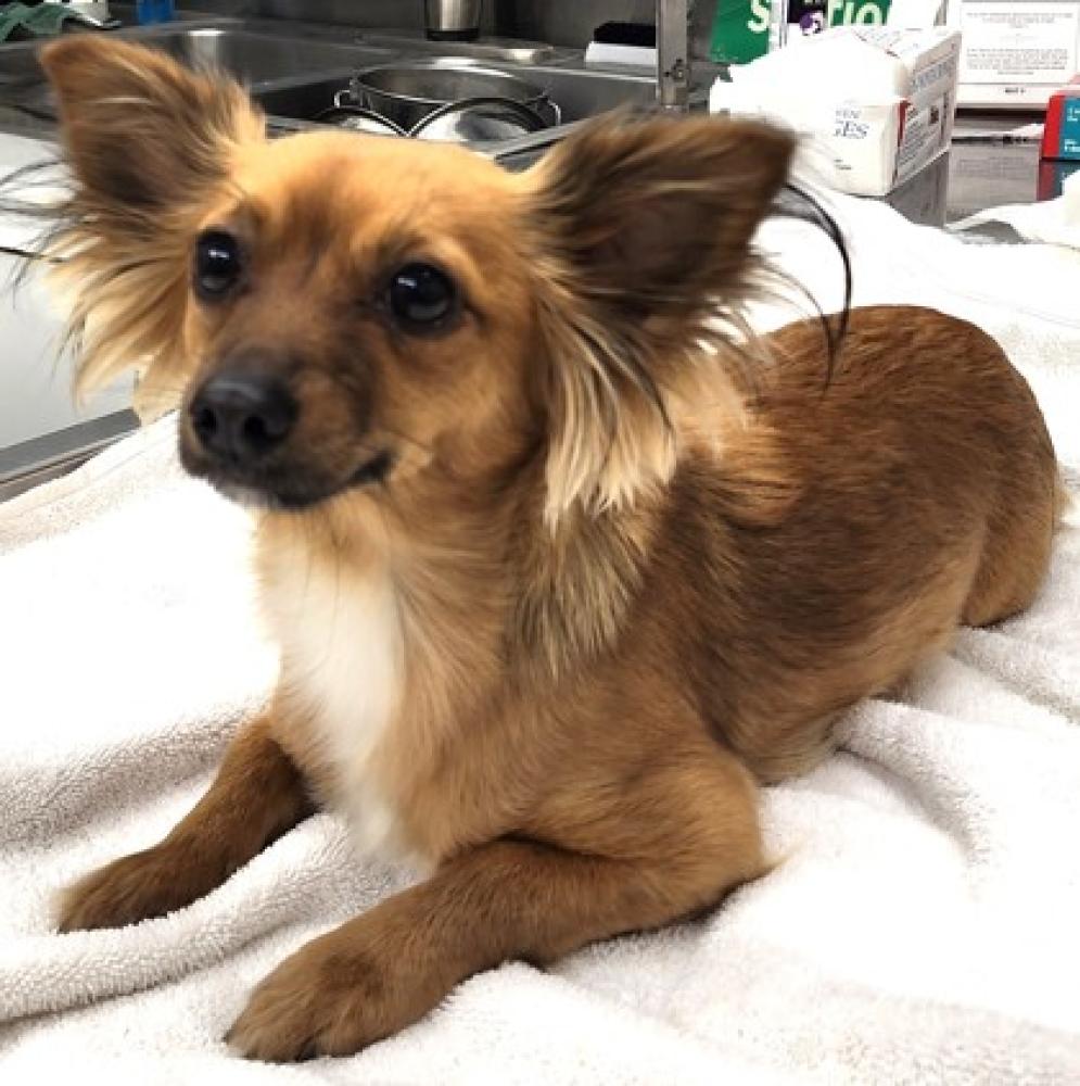 Shelter Stray Female Dog last seen Kern County, CA , Bakersfield, CA 93308
