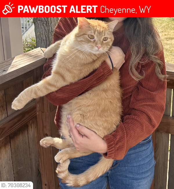 Lost Male Cat last seen Washington and 19th st near missile drive auto body shop, Cheyenne, WY 82001