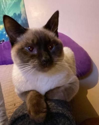 Lost Male Cat last seen Foxes pizza, New Alexandria, PA 15670