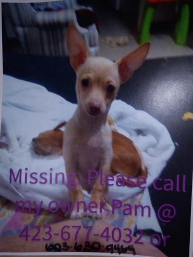 Lost Male Dog last seen DAVE BUCK RD , Johnson City, TN 37601