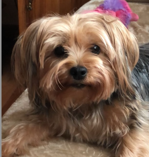 Lost Female Dog last seen Mercer and Montgomery St., Paterson, NJ 07501