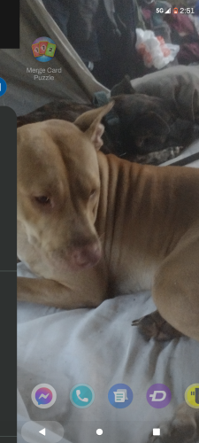 Lost Male Dog last seen Texar st Pensacola Florida , Northwest Pensacola, FL 32501