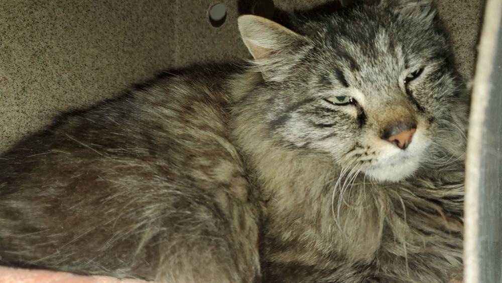 Shelter Stray Male Cat last seen Near W California Avenue, SALT LAKE CITY, UT, 84104, Salt Lake City, UT 84123