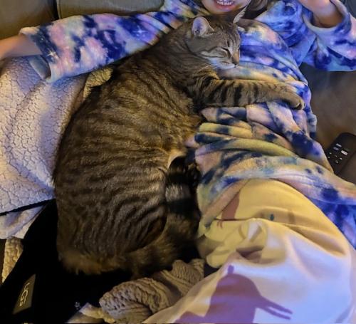 Lost Male Cat last seen 39th and Madison , Hyattsville, MD 20781