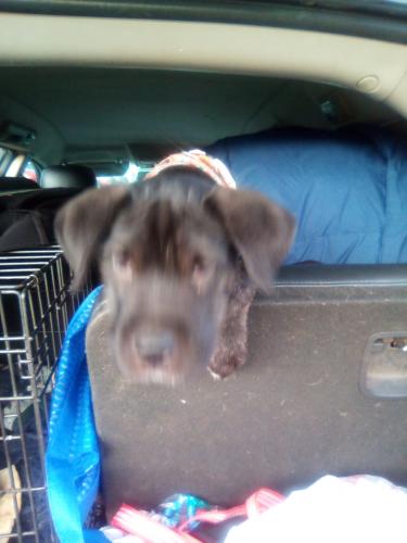 Lost Male Dog last seen 47th and camp, North Little Rock, AR 72118