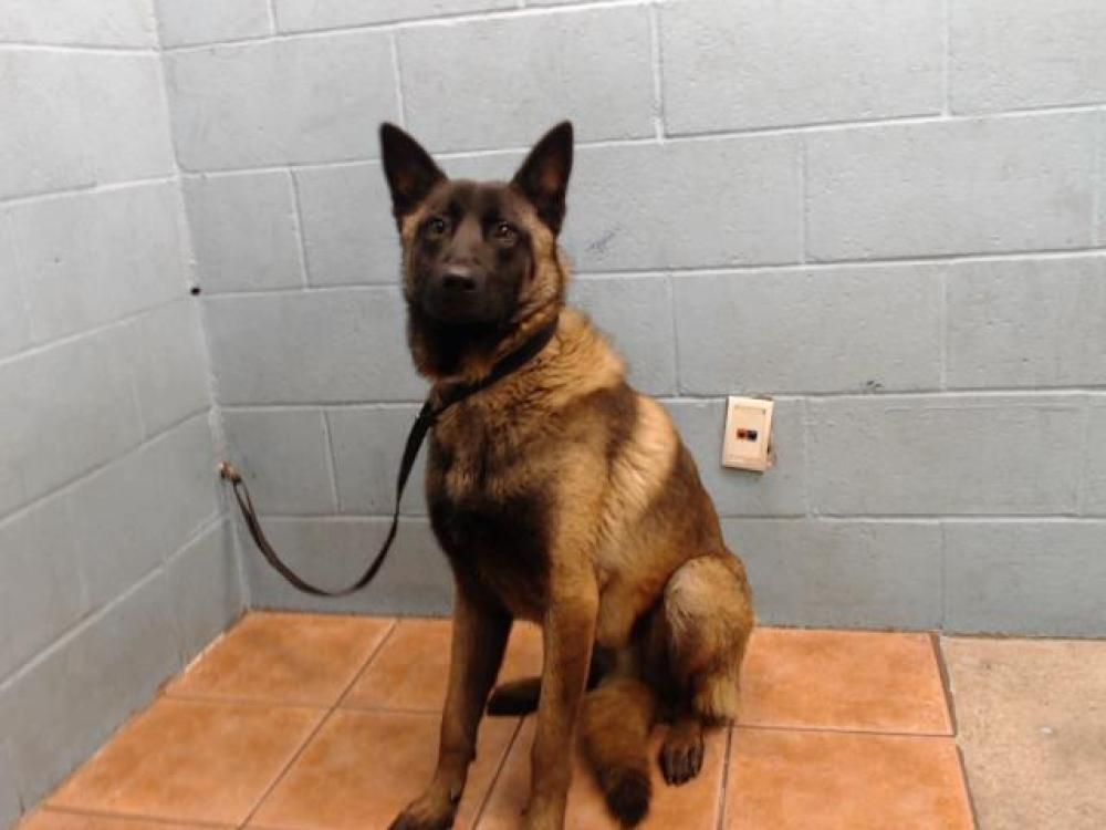 Shelter Stray Male Dog last seen , Downey, CA 90242