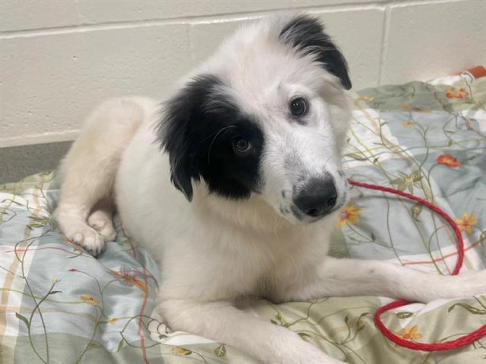 Shelter Stray Female Dog last seen JOINER / NICOLAUS, Auburn, CA 95603