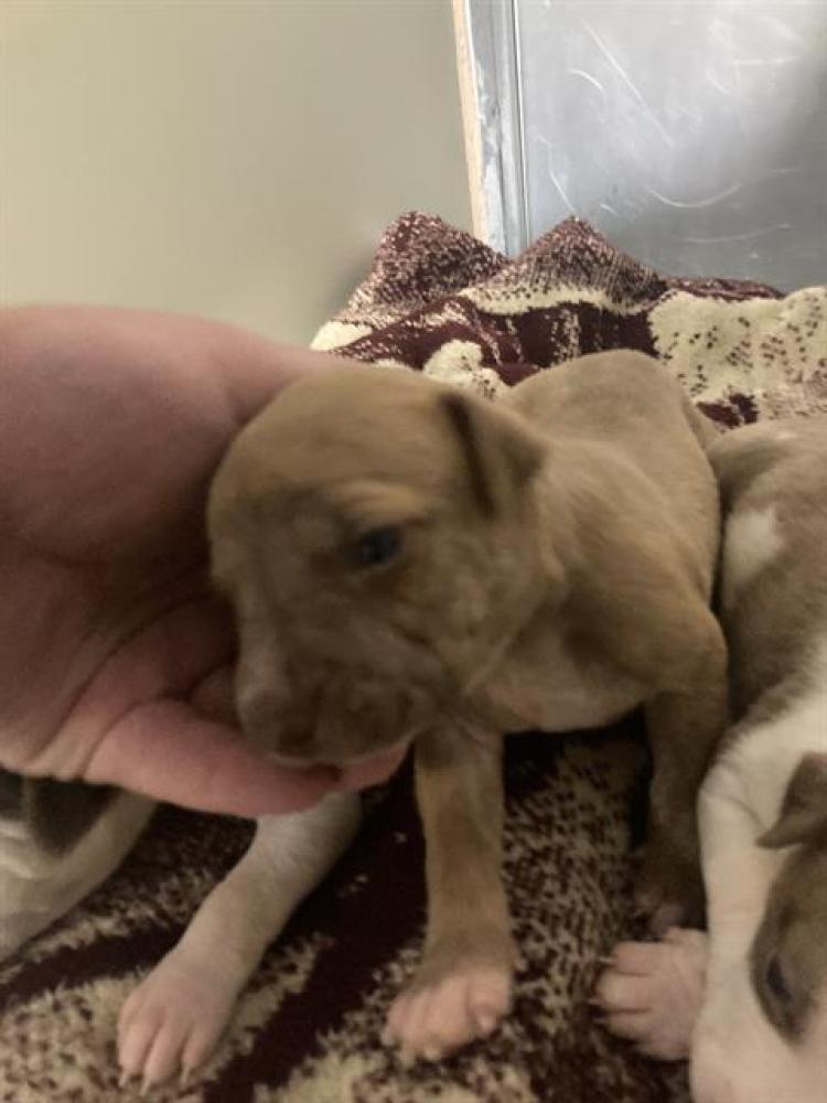 Shelter Stray Male Dog last seen Near BLOCK KELLEN WAY, BODFISH CA 93205, Bakersfield, CA 93308