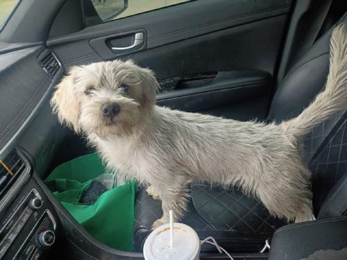 Lost Male Dog last seen Chestnut/ beyhmer. Behind riverview elementary, Fresno, CA 93730