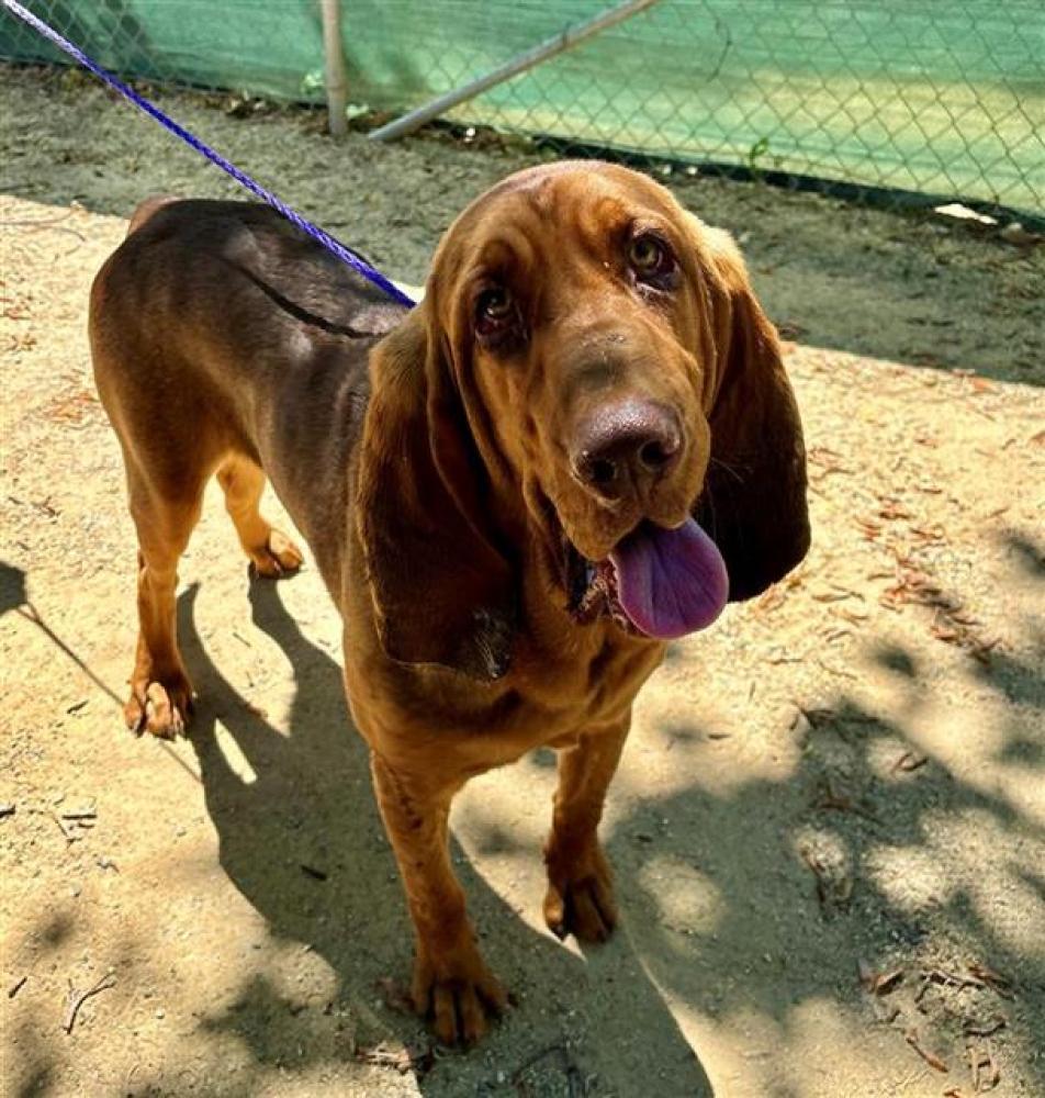 Shelter Stray Male Dog last seen 21ST AVE & MARTIN LUTHER KING JR BLVD, Sacramento, CA 95818