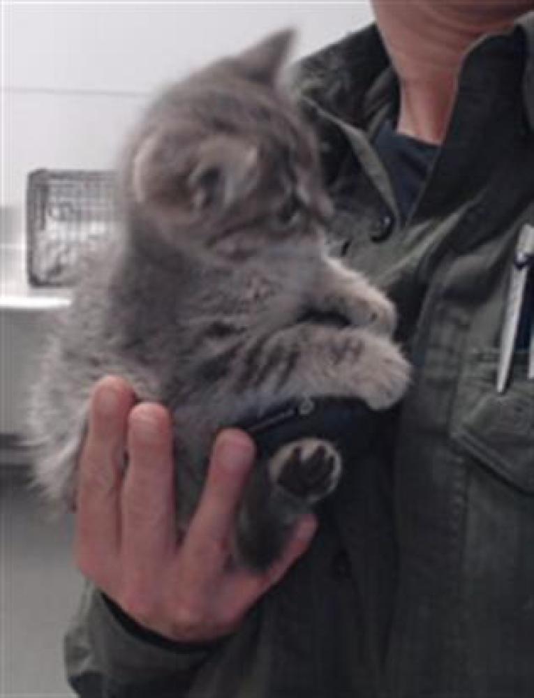 Shelter Stray Female Cat last seen 5TH X IRVING, San Francisco, CA 94103