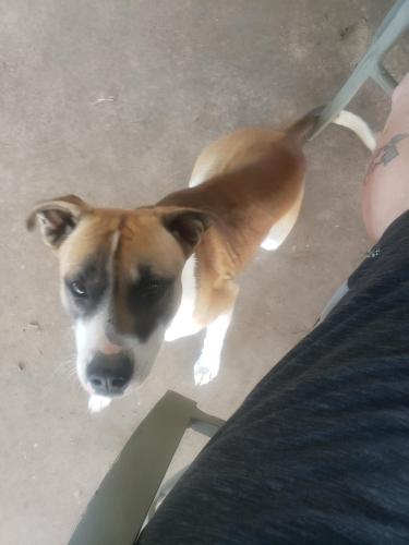 Lost Male Dog last seen Ruidoso and longhorn , Saginaw, TX 76179