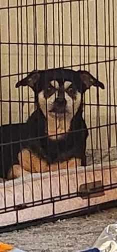 Lost Female Dog last seen Maple between Shields and Clinton, Fresno, CA 93703