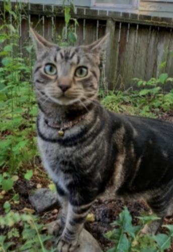 Lost Male Cat last seen Near NE 33rd St Bellevue WA 98004, Bellevue, WA 98004