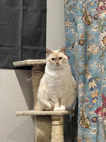Lost Male Cat last seen Near w 96th ave Westminster Colorado 80020, Westminster, CO 80020