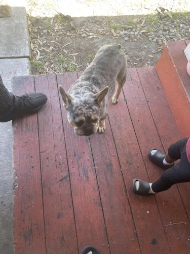 Found/Stray Unknown Dog last seen Walked up to car, Fairfield, CA 94533