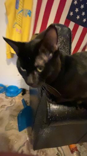 Lost Male Cat last seen In beckylyn trailer park , Carrollton, OH 44615