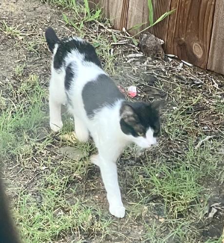 Found/Stray Unknown Cat last seen Sandstone Dr/Misty Glen Ct, Fort Worth, TX 76120