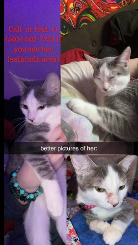 Lost Female Cat last seen Shafford and Carol , Estacada, OR 97023