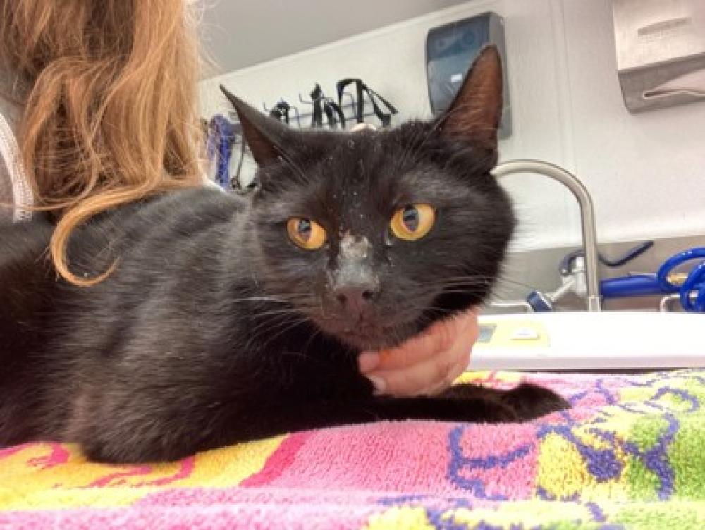 Shelter Stray Female Cat last seen Seattle, WA 98103, Seattle, WA 98119