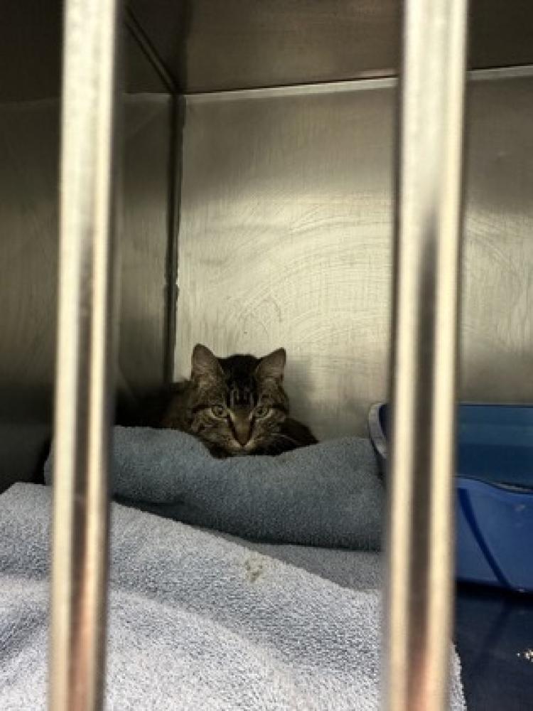 Shelter Stray Female Cat last seen New York, NY 10035, Fishers, IN 46038