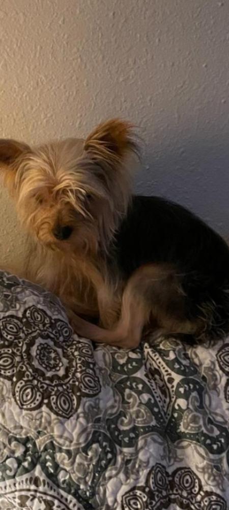 Shelter Stray Male Dog last seen San Antonio, TX 78217, San Antonio, TX 78229