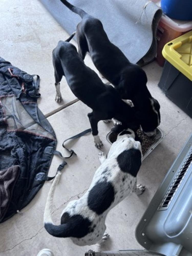 Shelter Stray Female Dog last seen San Antonio, TX 78242, San Antonio, TX 78229