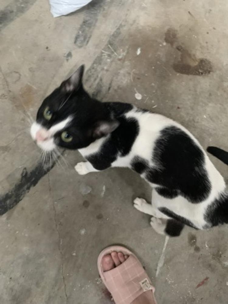 Shelter Stray Male Cat last seen San Antonio, TX 78239, San Antonio, TX 78229