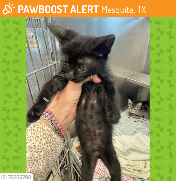Shelter Stray Male Cat last seen Near Fielding, 75149, TX, Mesquite, TX 75149